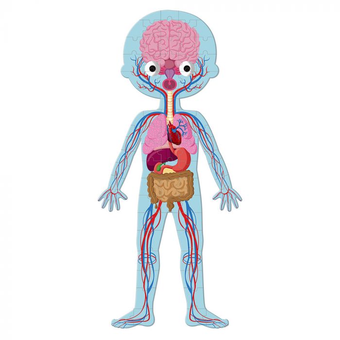 Набір з 4 пазлів Janod Тіло людини 225ел